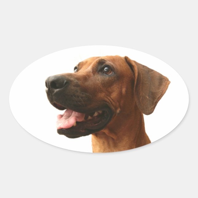 Rhodesian Ridgeback Ovaler Aufkleber (Vorderseite)