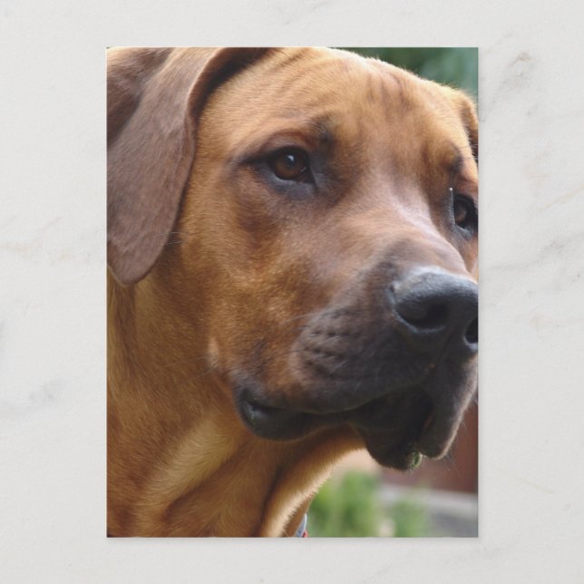 Rhodesian Ridgeback Postcard Postkarte (Vorderseite)