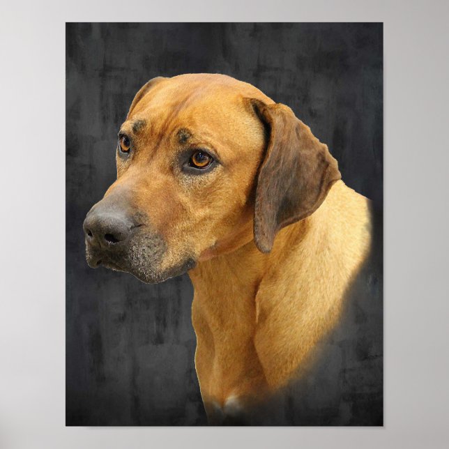 Rhodesian Ridgeback Poster (Vorne)