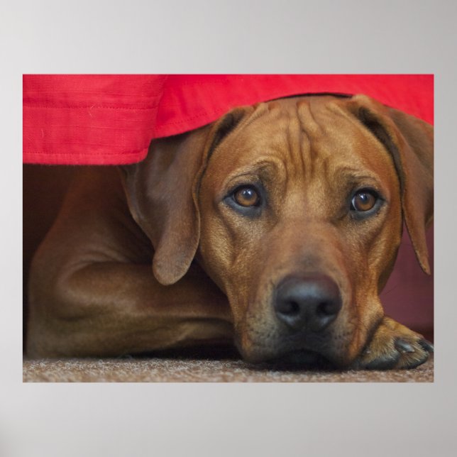 Rhodesian Ridgeback Poster (Vorne)