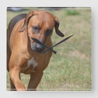 Rhodesian Ridgeback Prancing Quadratische Wanduhr
