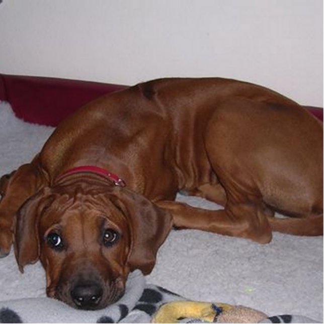 Rhodesian_Ridgeback_puppy Fotoskulptur Schlüsselanhänger (Vorne)