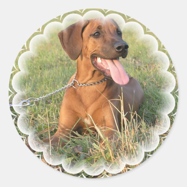 Rhodesian Ridgeback Rescue Stickers (Vorderseite)