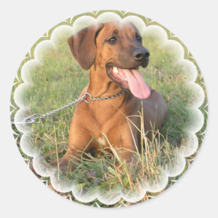Rhodesian Ridgeback Rettungs-Aufkleber Runder Aufkleber