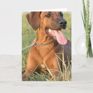 Rhodesian Ridgeback Rettungs-Gruß-Karte Karte