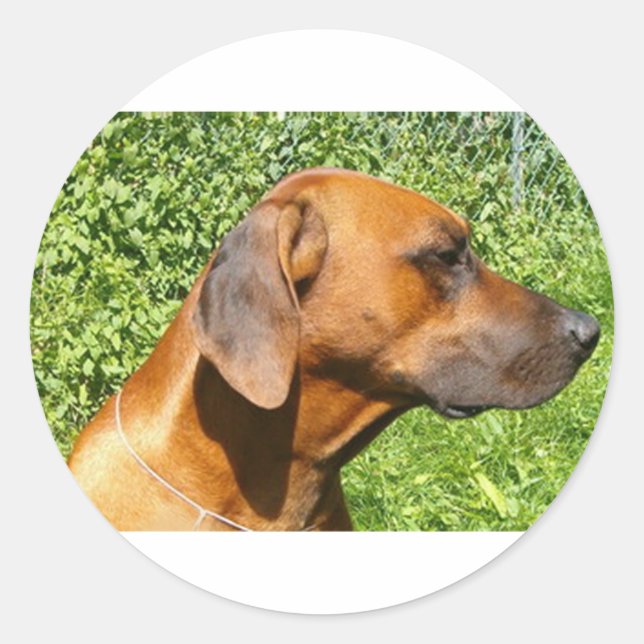 rhodesian ridgeback Second Runder Aufkleber (Vorderseite)
