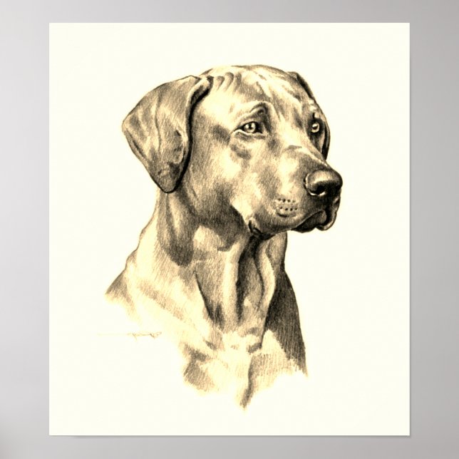 Rhodesian Ridgeback sketch poster (Vorne)