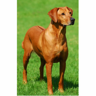 Rhodesian Ridgeback Skulptur Freistehende Fotoskulptur