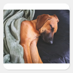 rhodesian-ridgeback-snuggy quadratischer aufkleber