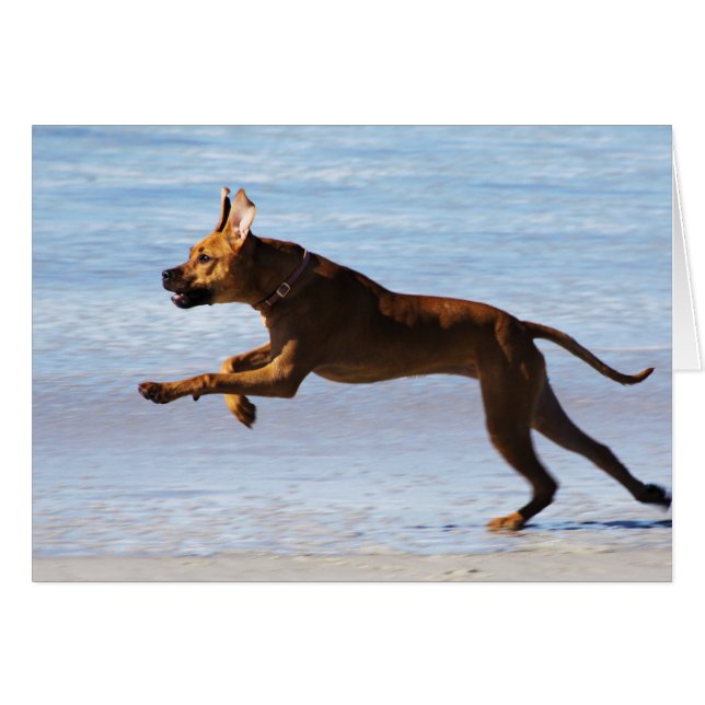 Rhodesian Ridgeback - Sprung (Vorderseite (Horizontal))