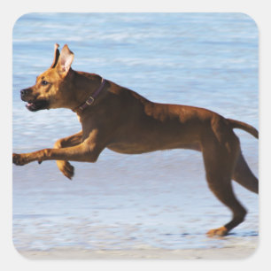 Rhodesian Ridgeback - Sprung Quadratischer Aufkleber