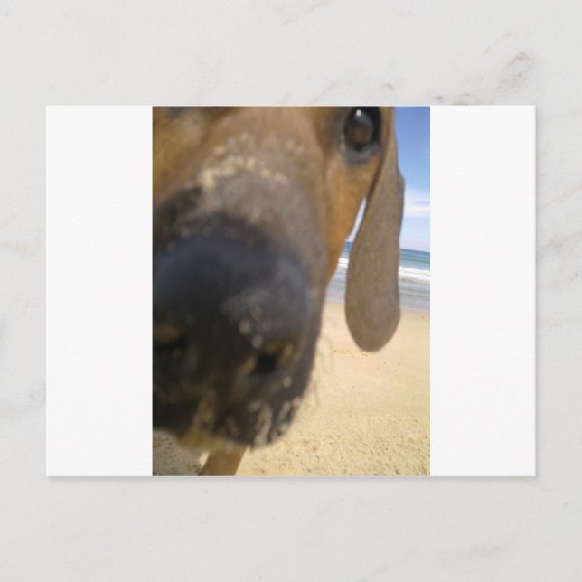 Rhodesian Ridgeback Stuff Postkarte (Vorderseite)