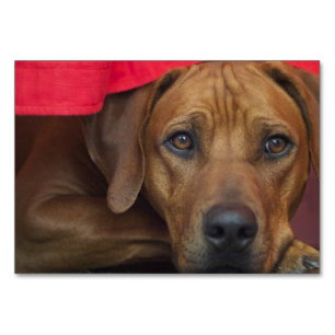 rhodesian-ridgeback tischnummer
