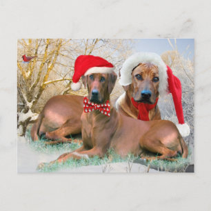 Rhodesian Ridgeback Weihnachtsgeschenke Feiertagspostkarte