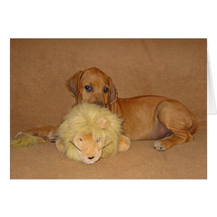 Rhodesian Ridgeback Welpe