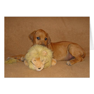 Rhodesian Ridgeback Welpe