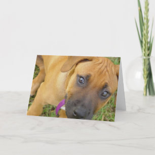 Rhodesian Ridgeback Welpen-Gruß-Karte Karte