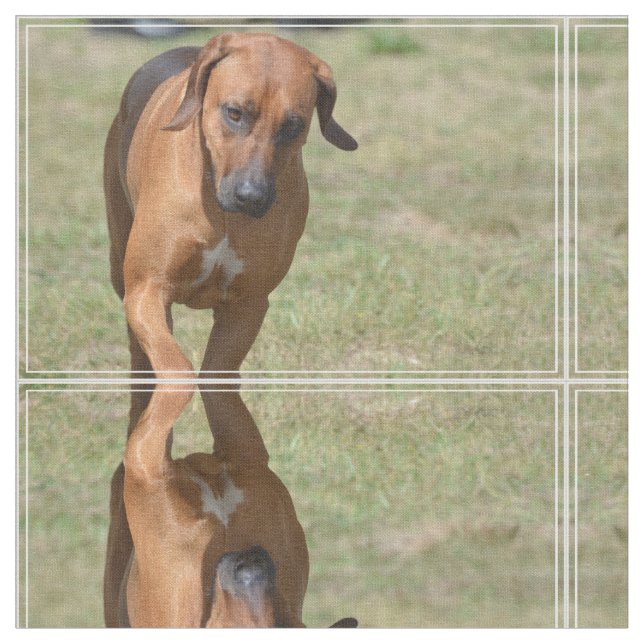Rhodesian tänzelndes Ridgeback Stoff (Nahaufnahme)