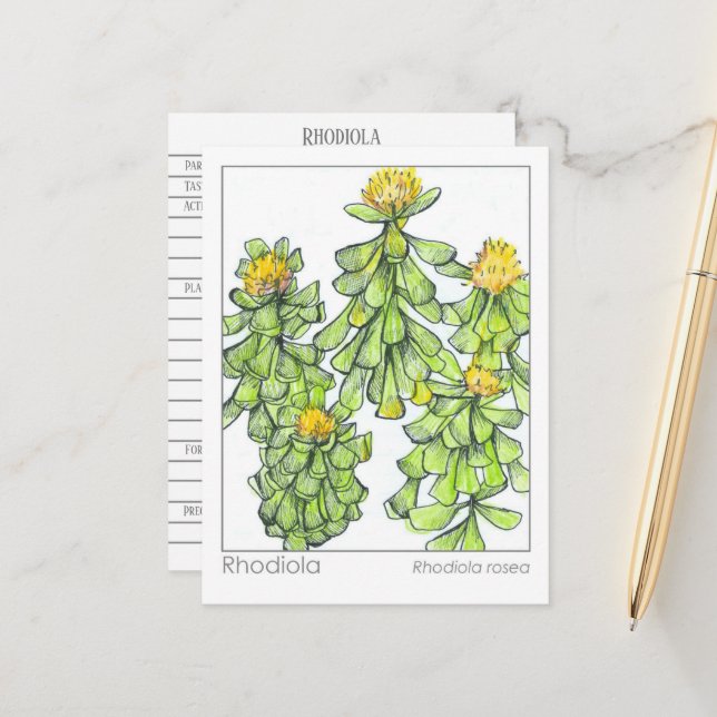 Rhodiola Pflanze Kräuterstudie Materia Medica Postkarte (Vorderseite/Rückseite Beispiel)