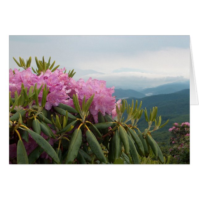 Rhododendren (Vorderseite (Horizontal))
