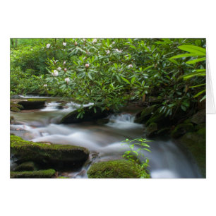 Rhododendren auf der Creek Card