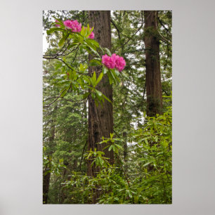 Rhododendren blühen mit Küstenmammutbäumen Poster