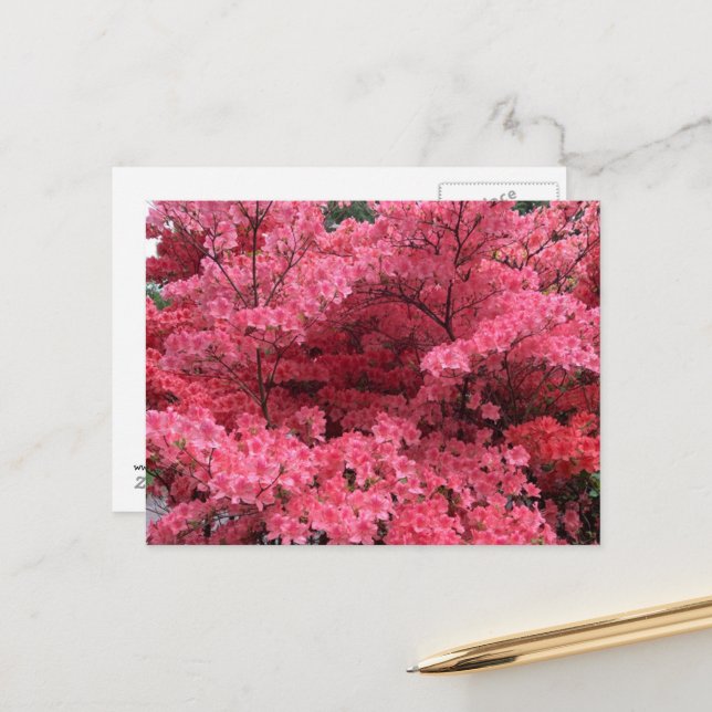 Rhododendren, Halifax Nova Scotia Postcard Postkarte (Vorderseite/Rückseite Beispiel)