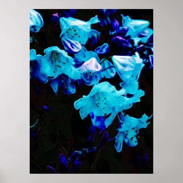 Rhododendren in Blau, Blumen, Blauen Blumen Poster (Vorne)