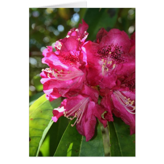 Rhododendren-Karte (Vorne)