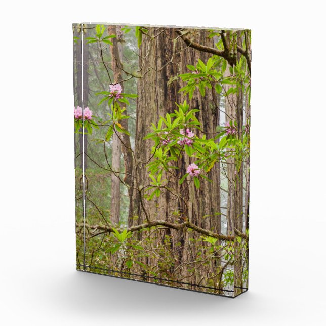 Rhododendren | Redwoods Staat Park, CA Fotoblock (Rechts)