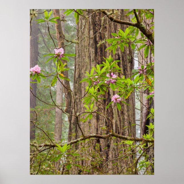 Rhododendren | Redwoods Staat Park, CA Poster (Vorne)