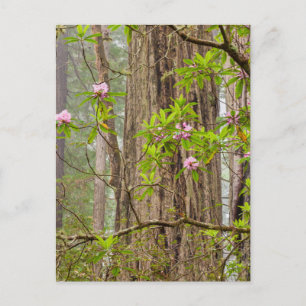 Rhododendren   Redwoods Staat Park, CA Postkarte