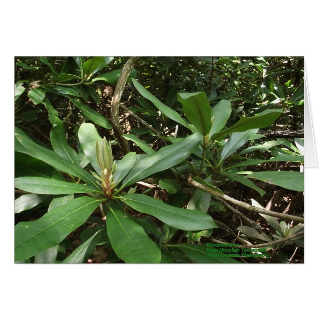 Rhododendron (Vorderseite (Horizontal))