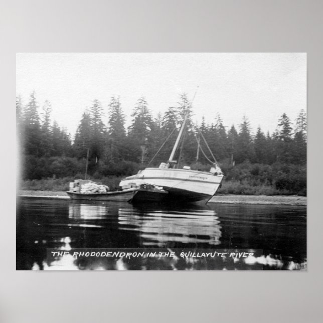 Rhododendron am Quillayute-Fluss Poster (Vorne)