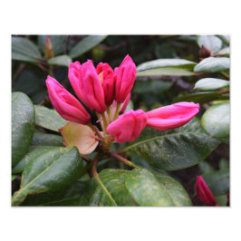 Rhododendron Bloom Foto Print