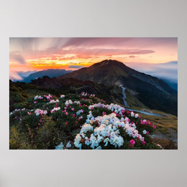 Rhododendron Blooming | Taroko-Nationalpark Poster (Vorne)