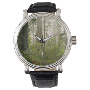 Rhododendron blühend unter den Küstenmammutbäumen Armbanduhr