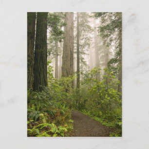 Rhododendron blühend unter den Küstenmammutbäumen  Postkarte