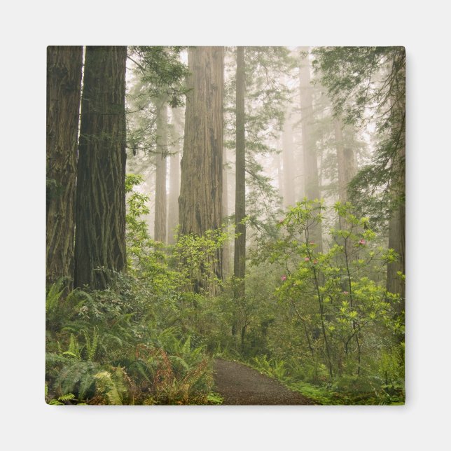 Rhododendron blüht unter den Coast Redwoods / Magnet (Vorne)