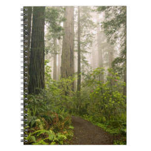 Rhododendron blüht unter den Redwood-Küstengebiete Notizblock