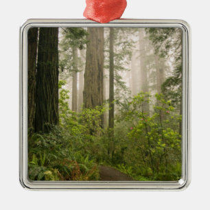 Rhododendron blüht zwischen den Küstenmammutbäumen Silbernes Ornament