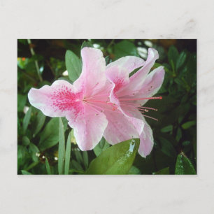 Rhododendron-Blume Postkarte