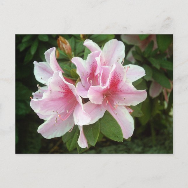 Rhododendron-Blume Postkarte (Vorderseite)