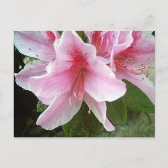 Rhododendron-Blume Postkarte (Vorderseite)