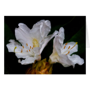 Rhododendron-Blumen