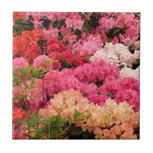 Rhododendron-Blumen Fliese