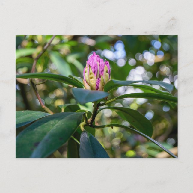 Rhododendron-Blütenknospe Postkarte (Vorderseite)