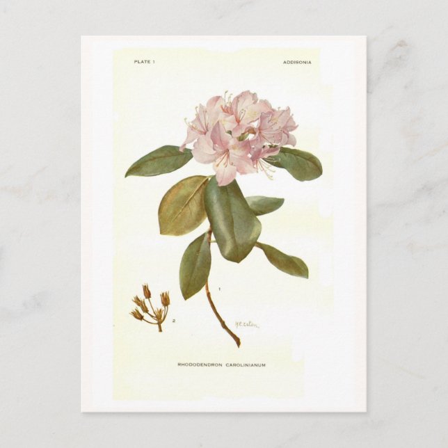 Rhododendron carolinianum postkarte (Vorderseite)