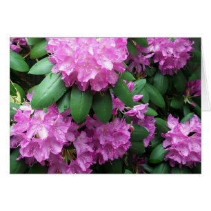 Rhododendron-Garten
