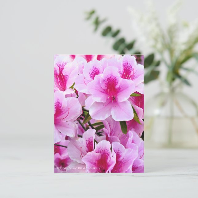 Rhododendron Hirado Azarea Postkarte (Stehend Vorderseite)